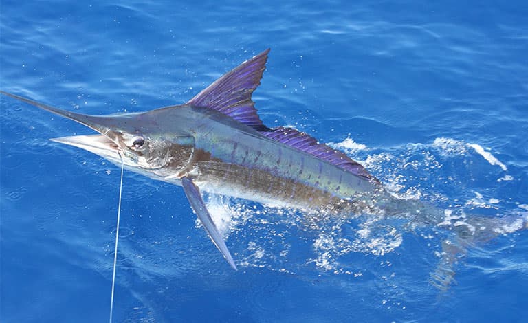 Marlin fishing in the Dominican Republic