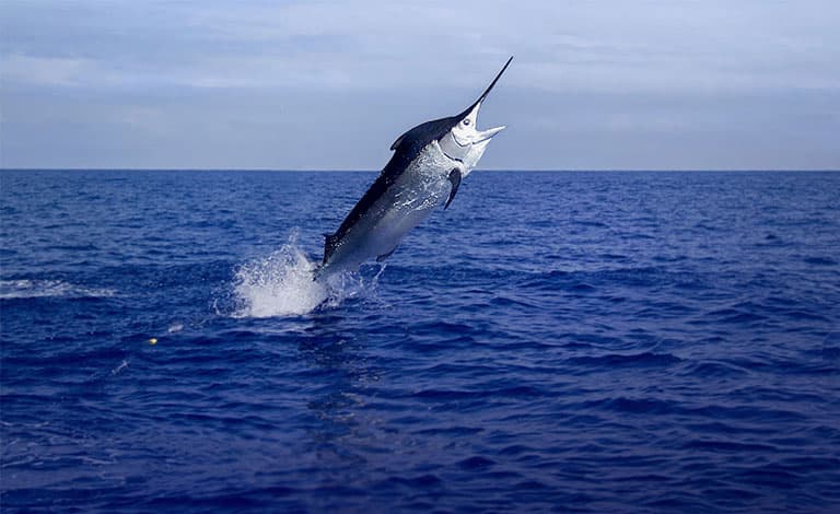 Deep sea fishing for marlin